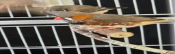 Finches birds for sale: Lovely breeding pair of zebra finches  in South Shields - Advert 5