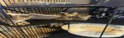 Bengal cats for sale: Stunning beautiful natured bengal cross kittens - Advert 10