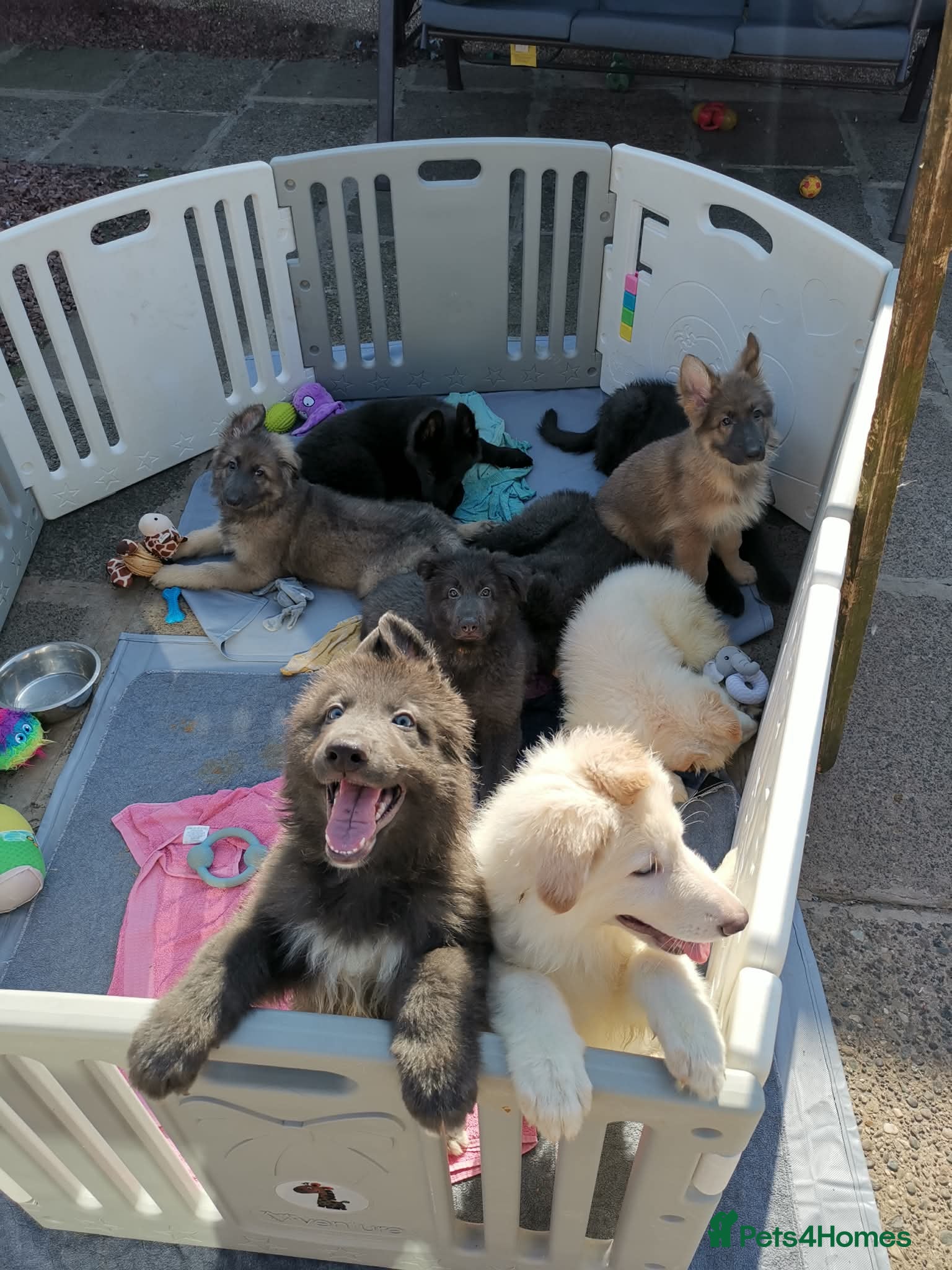German Shepherd dogs for sale: 💙🐾 Rare Blue & Isabella German shepherd puppies  - Advert 2