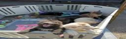 German Shepherd dogs for sale: 💙🐾 Rare Blue & Isabella German shepherd puppies  - Advert 1