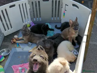 German Shepherd dogs for sale: 💙🐾 Rare Blue & Isabella German shepherd puppies - Advert 2