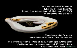 Python Snake reptiles for sale: Various 2025 & 2024 Pied Ball Pythons Royal Snake - Image 12