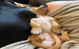 Miniature Dachshund dogs for sale: KC Reg Miniature Dachshund Puppies ✨READY NOW✨ - Image 6