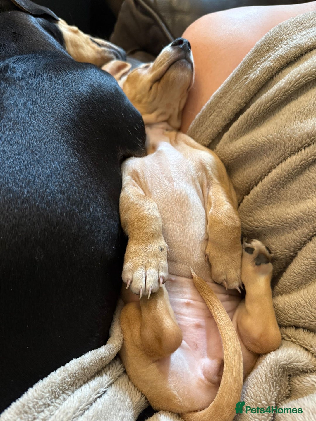 Miniature Dachshund dogs for sale: KC Reg Miniature Dachshund Puppies ✨READY NOW✨ - Image 6