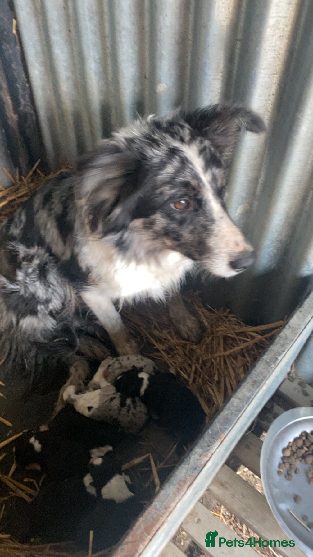 Mixed Breed dogs Blue/ black and white puppies for sale  - Advert 1