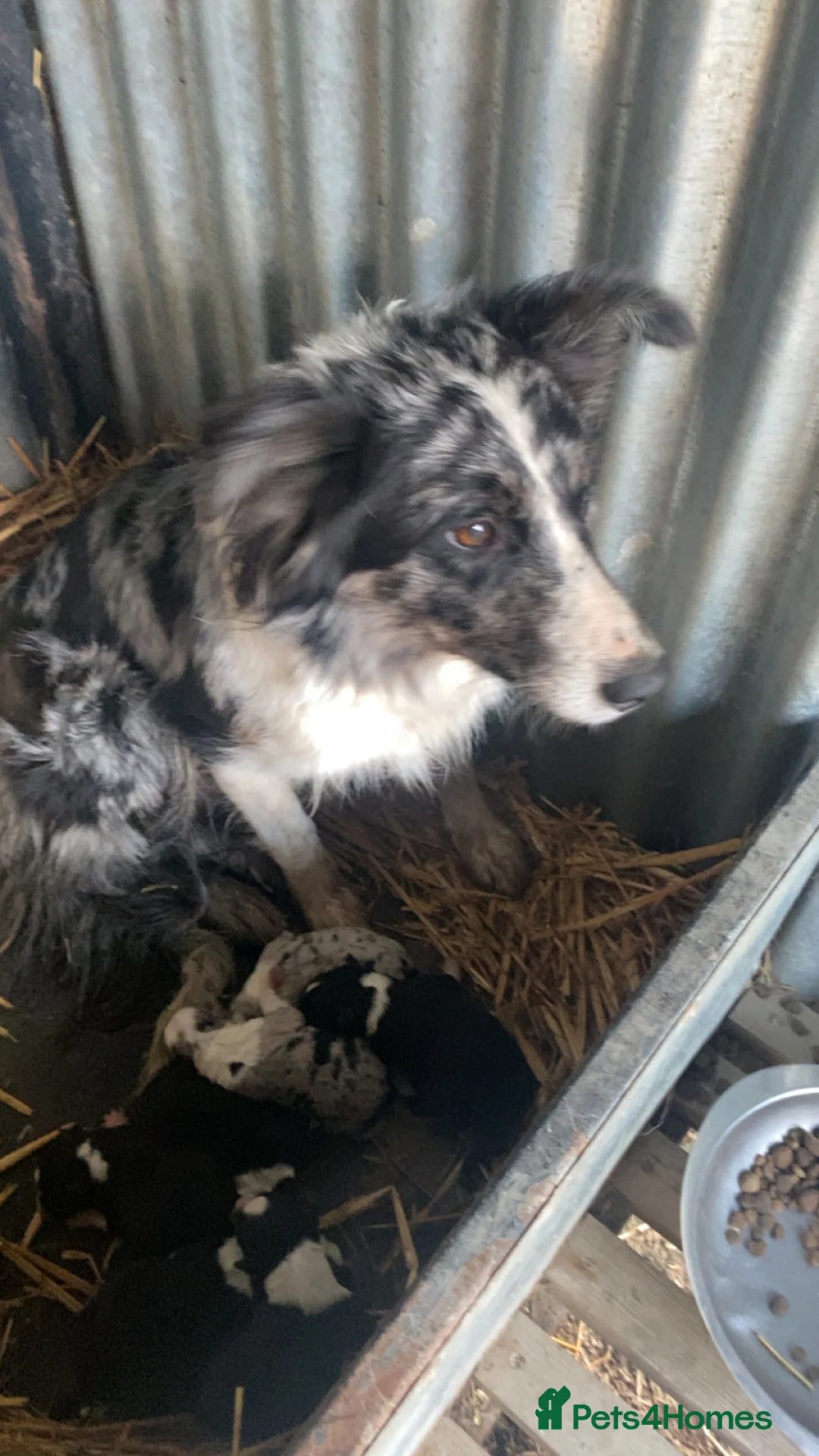 Mixed Breed dogs for sale: Blue/ black and white puppies for sale  - Advert 1