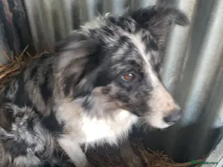 Mixed Breed dogs Blue/ black and white puppies for sale - Advert 1