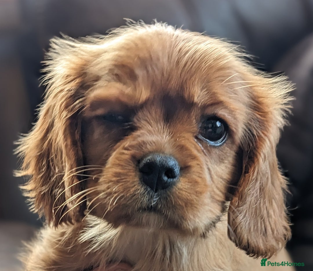 Cavalier King Charles Spaniel dogs for sale: Cavalier puppies Top bloodlines KC reg. - Advert 5