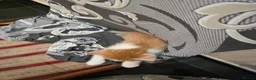 Mixed Breed cats for sale: Beautiful kittens looking for forever home - Advert 27