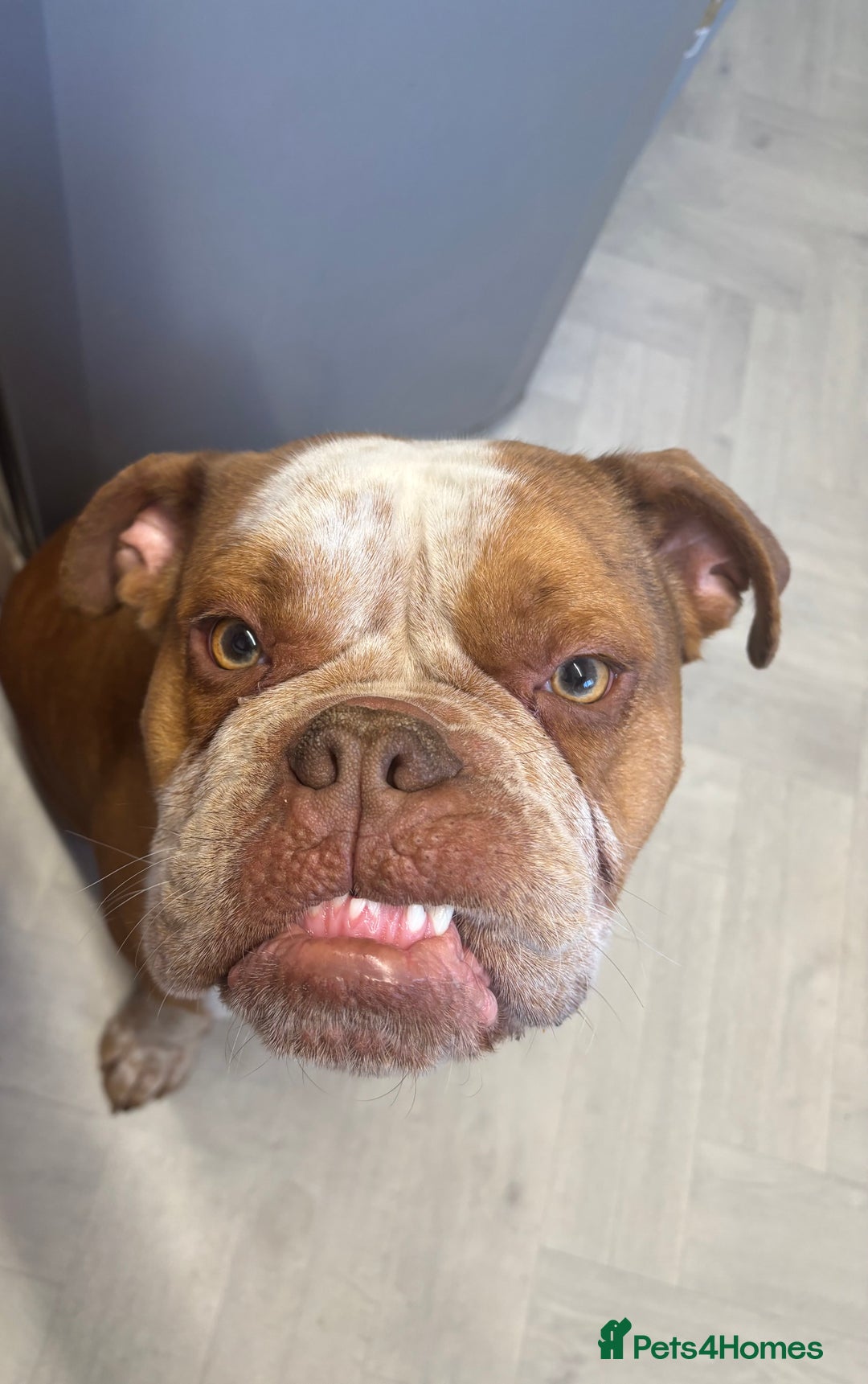 Old Tyme Bulldog dogs for stud: Bentley the Bulldog - Image 4