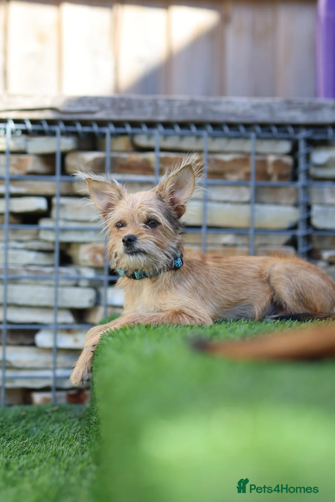 Mixed Breed dogs for adoption: Restful Little Rupert - Advert 2