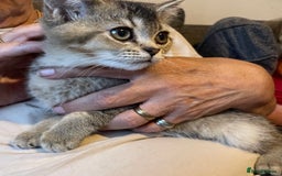 British Shorthair cats for sale: Golden brown tabby and silver  - Image 14