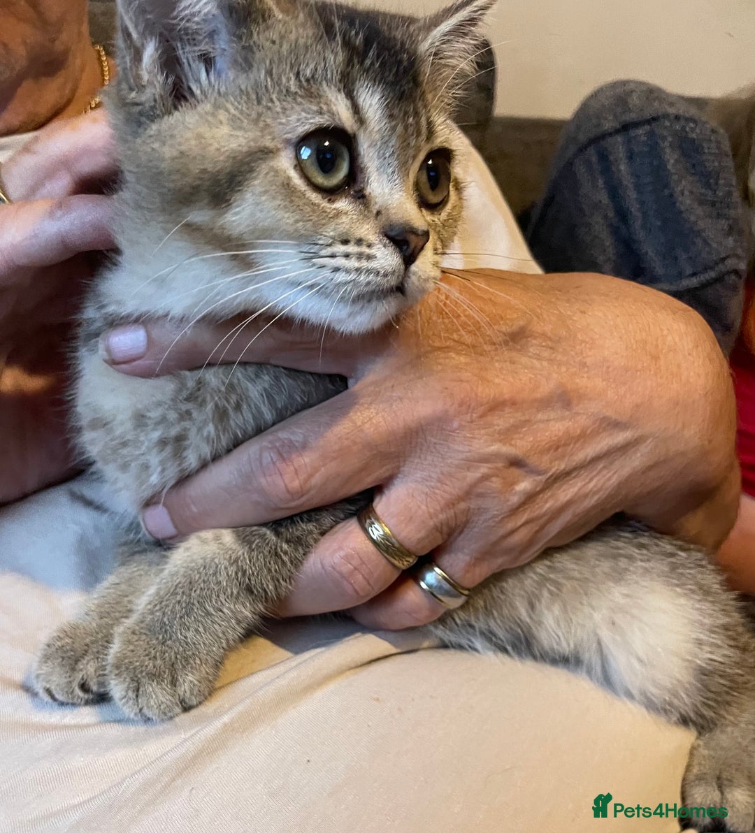 British Shorthair cats for sale: Golden brown tabby and silver  - Image 14