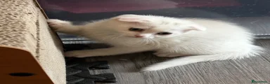 Scottish Fold 3
