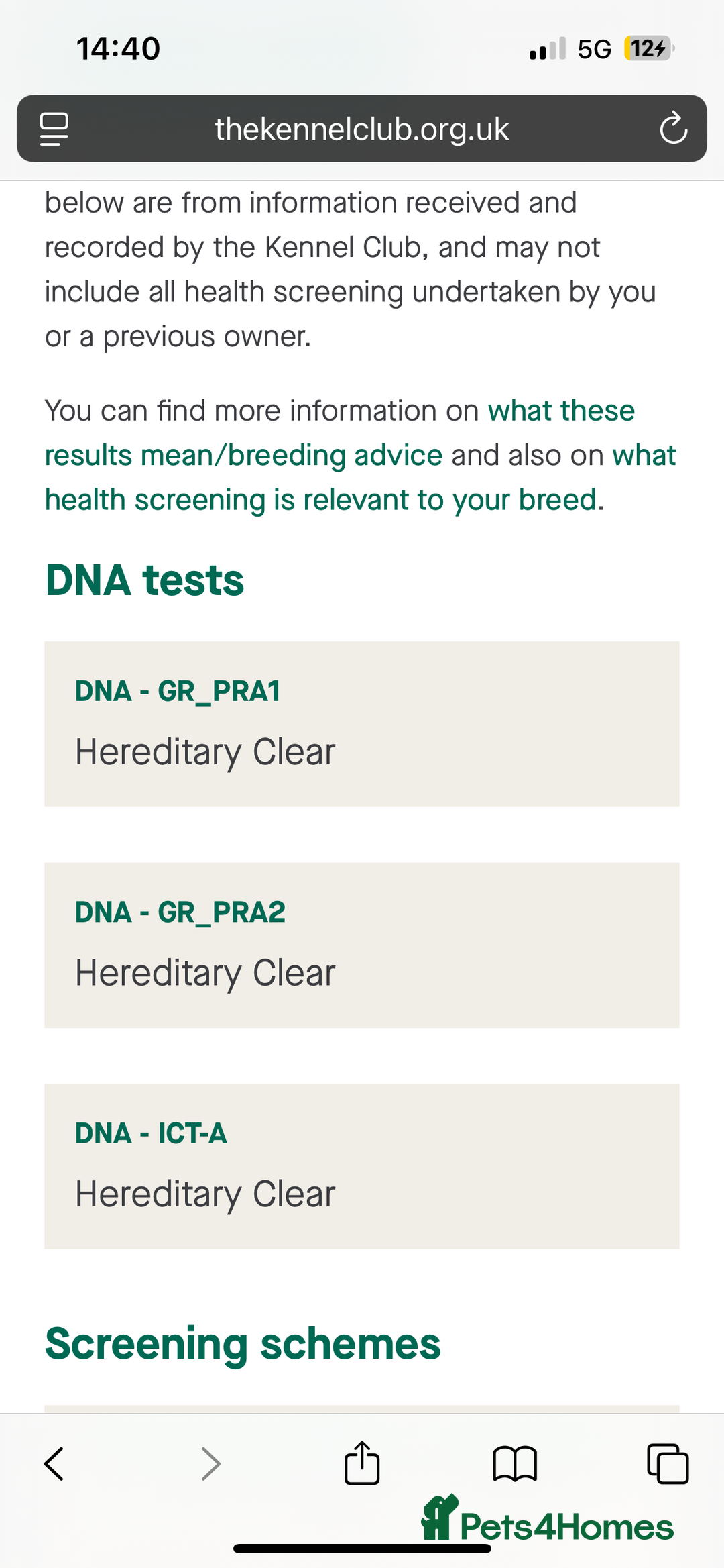 Golden Retriever dogs for sale: Stunning Golden Retriever Adult - Image 5