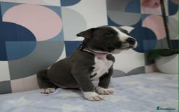 American Bull Staffy dogs for sale: American blue staffy female  - Image 6