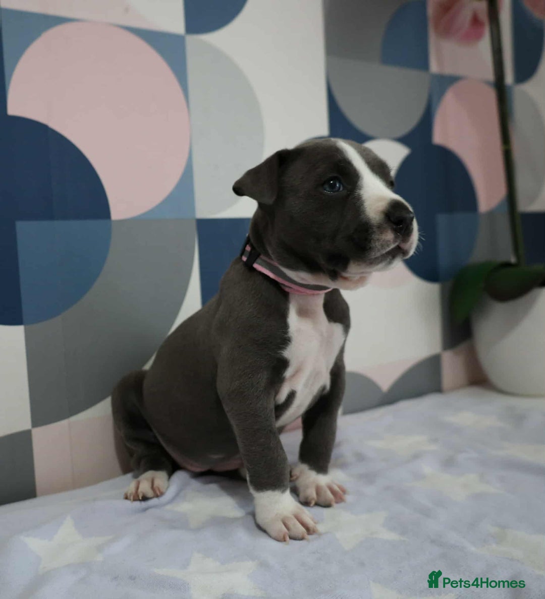 American Bull Staffy dogs for sale: American blue staffy female  - Image 6