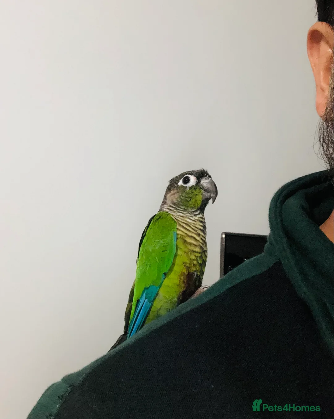 Conures birds for sale: Beautiful Hand Reared Green Cheek Conures for sale - Advert 8