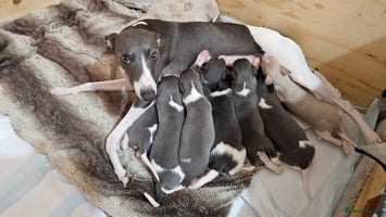 Whippet dogs KENNEL CLUB BEAUTIFUL WHIPPETS - Advert 12