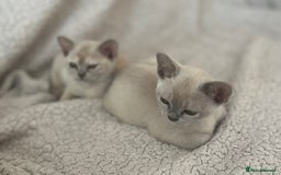 Burmese cats for sale: Stunningly beautiful cream and lilac boys - Image 2