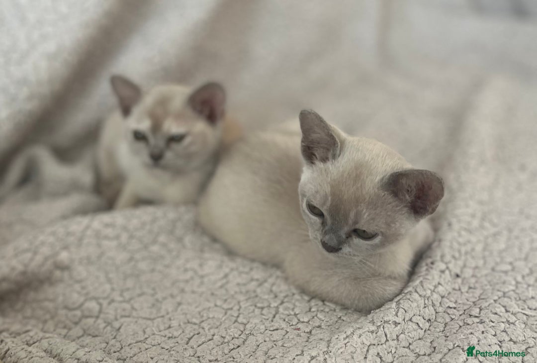 Burmese cats for sale: Stunningly beautiful cream and lilac boys - Image 2