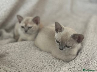 Burmese cats - Advert 7
