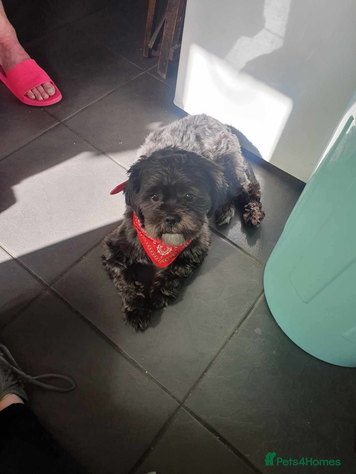 Shih Tzu dogs 🖤Teddy Edward for stud🖤 - Advert 4