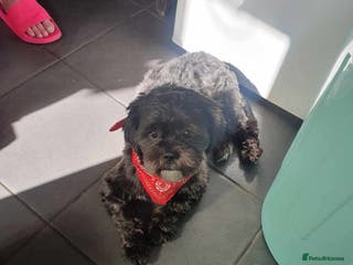 Shih Tzu dogs 🖤Teddy Edward for stud🖤 - Advert 10