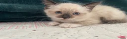 Siamese cats for sale: Siamese x Maine coon kittens - Advert 4