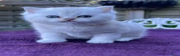British Shorthair cats for sale: Blue Golden Golden CPT & Silver Tipped - Advert 6