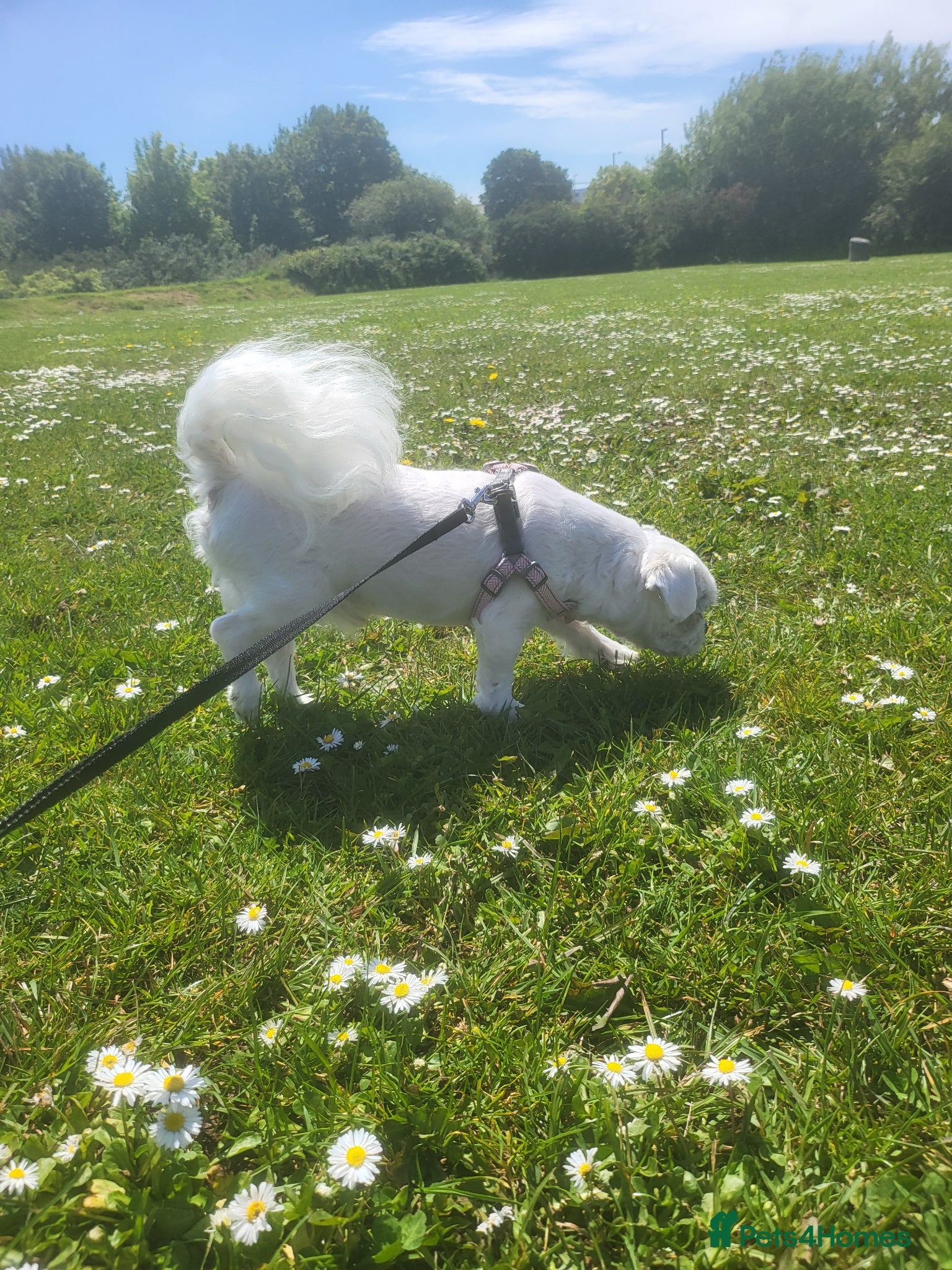 Bichon Frise dogs for sale: Korean Bison very small boy. - Advert 4