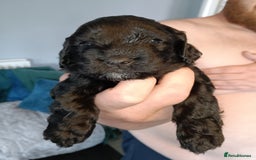 Mixed Breed dogs for sale: 6 Beautiful mixed breed puppies  - Image 8