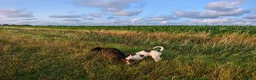 English Springer Spaniel dogs for sale: Rehoming much loved pup in Skegness - Advert 11