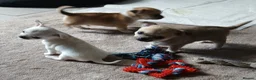Chihuahua dogs for sale: Short haired tiny chihuahua pups ready now - Advert 5