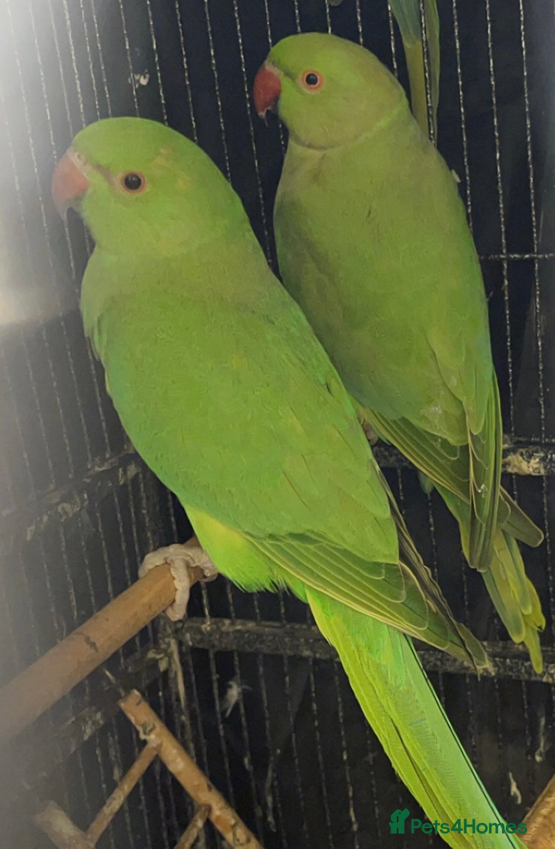 Ringnecks birds for sale: Indian ringnecks blue/green - Image 4