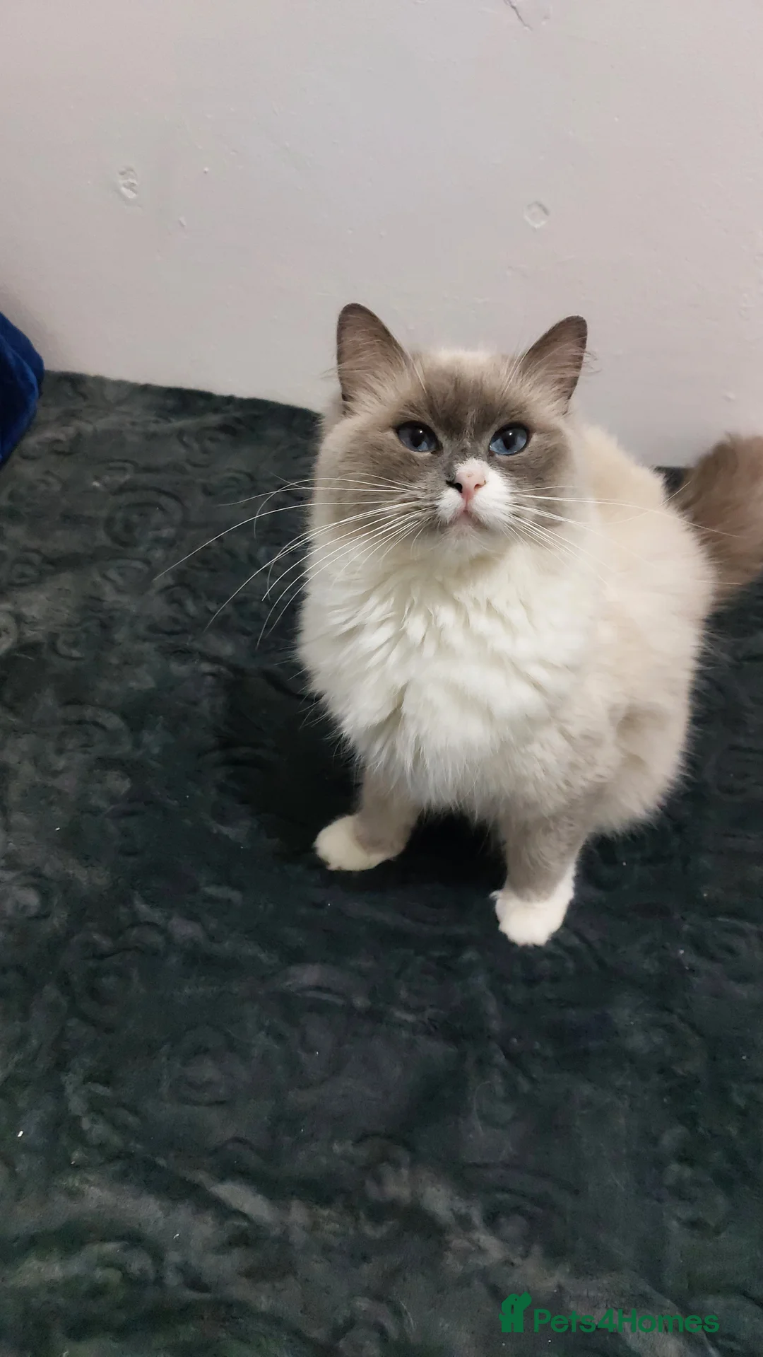 Ragdoll cats for sale: Beautiful Ragdoll Princess  - Advert 23