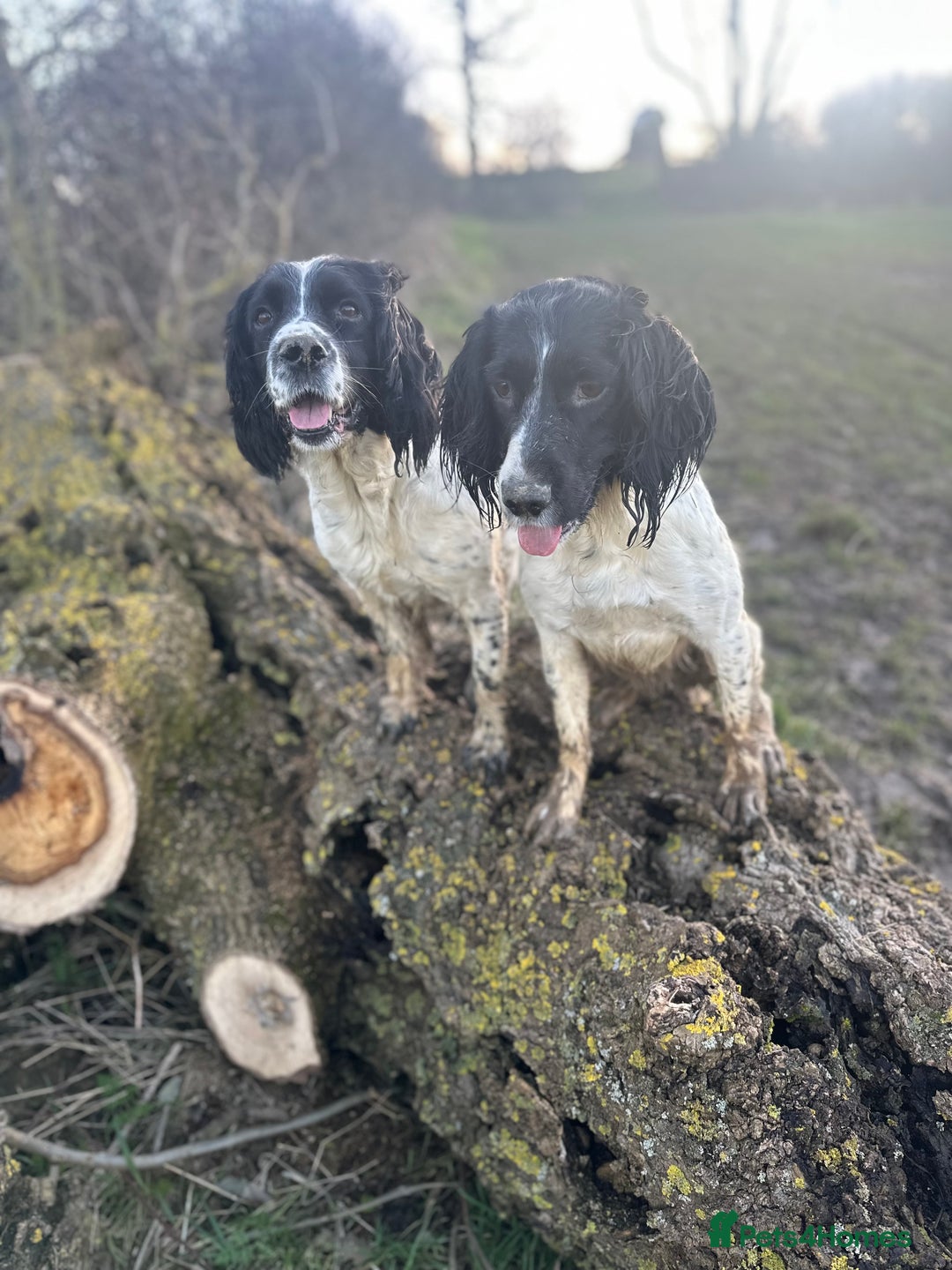 English Springer Spaniel dogs for sale: English Springer Spaniel Puppies Waiting List!! - Advert 3