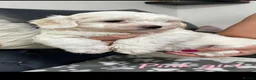 Maltese dogs for sale:  Beautiful Maltese Puppies Looking Loving Homes  - Advert 5