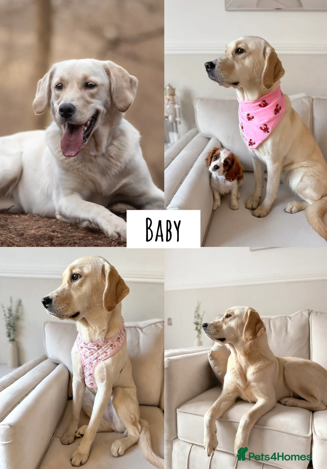 Goldador dogs for sale: A Special Litter of Goldador Puppies - Advert 2