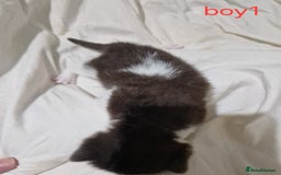 Mixed Breed cats for sale: Playfull kittens  - Image 2