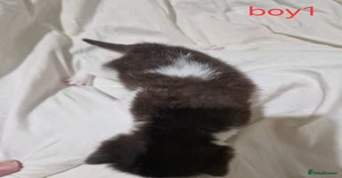 Mixed Breed cats - Advert 4