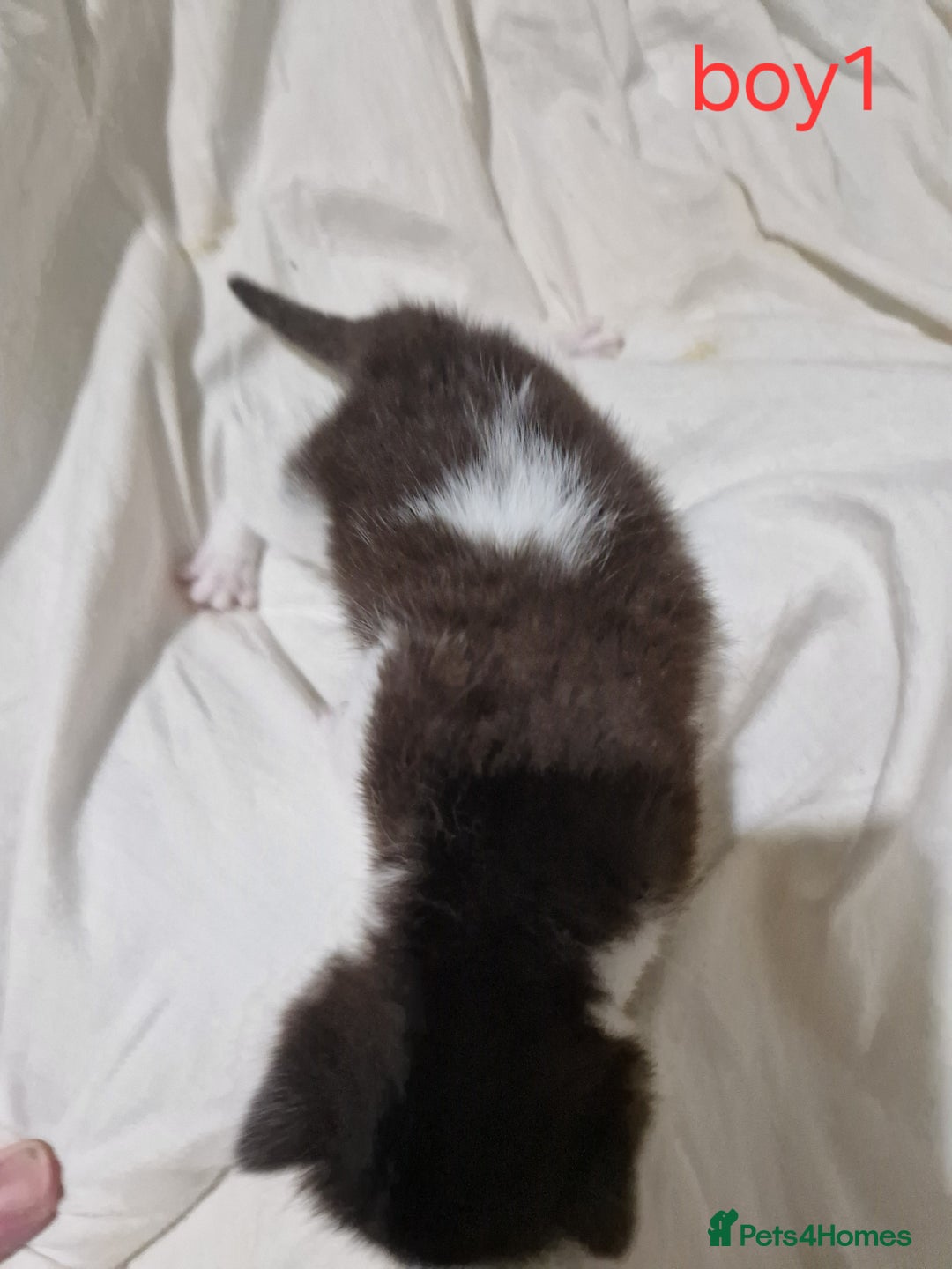 Mixed Breed cats for sale: Playfull kittens  - Image 2
