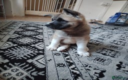 Akita dogs for sale: American akita sky  - Image 8