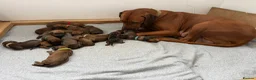 Rhodesian Ridgeback dogs for sale: Rhodesian Ridgeback Puppies in Bath - Advert 10