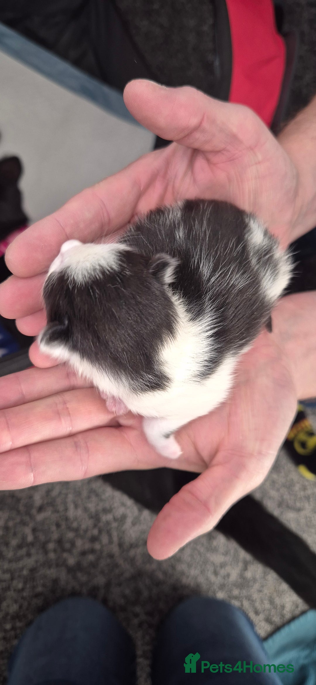 Mixed Breed cats for sale: Kittens for sale - Image 7