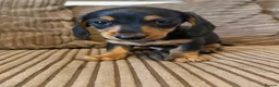 Miniature Dachshund dogs for sale: Mini dachshund males  - Advert 8