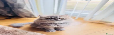 Labubu