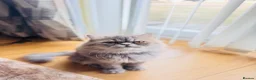Mixed Breed cats for sale: Beautiful Fluffy Grey Long Haired Cat  in Salford - Advert 2