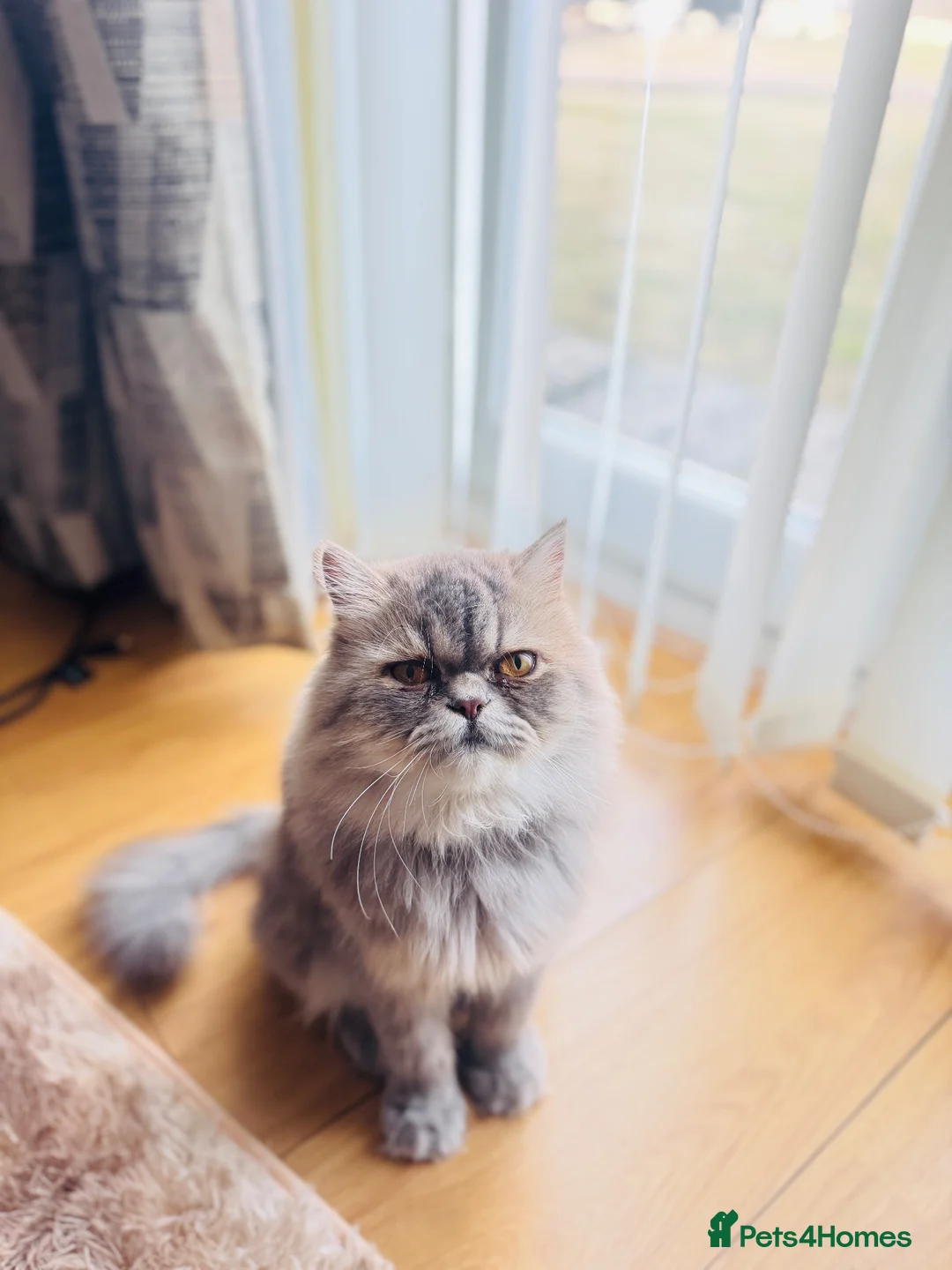 Mixed Breed cats for sale: Beautiful Fluffy Grey Long Haired Cat  in Salford - Advert 2