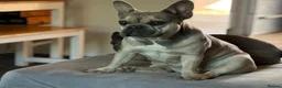 French Bulldog dogs for sale: Rehome- French bulldogs mum and daughter  - Advert 4